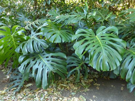 龜背竹英文|袁晓辉 Rita : 龜背竹 Monstera deliciosa